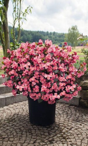 Бегония межвидовая СЕНСАЦИЯ РОЗОВАЯ F1