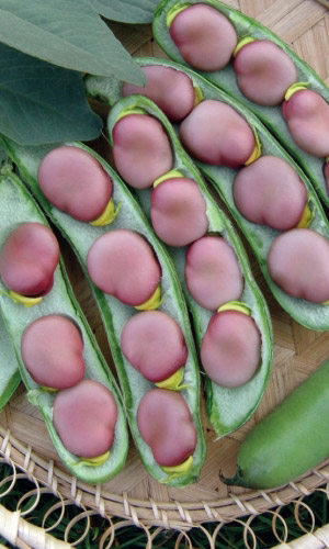 Бобы ЧЁРНЫЕ АЛМАЗЫ