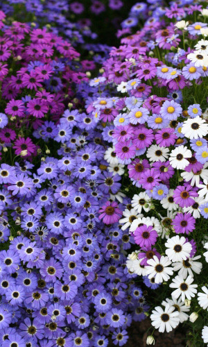 Брахикома ЛЕБЕДИНОЕ ОЗЕРО