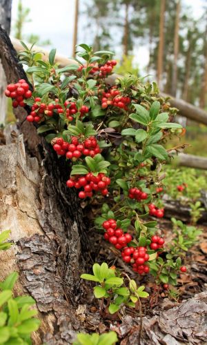 Брусника КОРАЛЛ