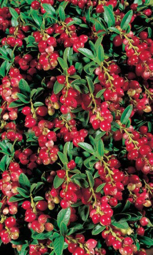 Брусника КРАСНАЯ ПОЛЯНА