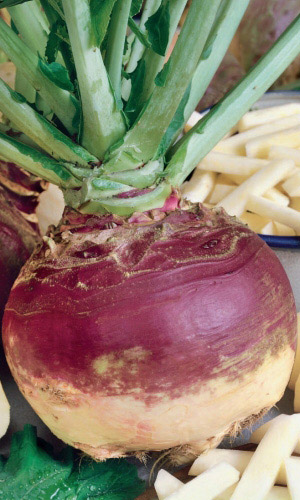 Брюква КРАСНОСЕЛЬСКАЯ