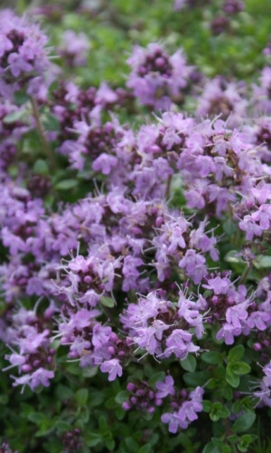 Чабер АРОМАТНЫЙ