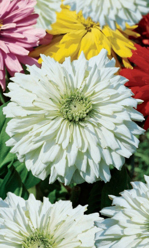 Цинния СНЕЖНЫЙ ЧЕЛОВЕК кактусовидная