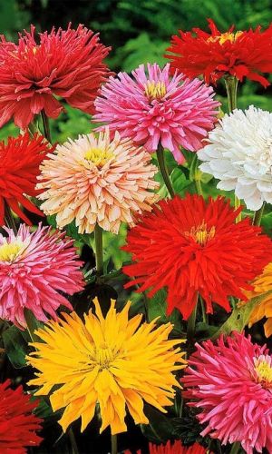 Цинния СЧАСТЬЕ