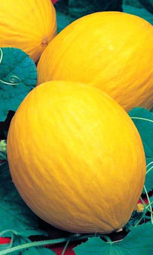 Дыня КОЛХОЗНИЦА 749/753