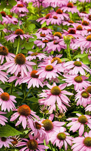 Эхинацея ЛИВАДИЯ