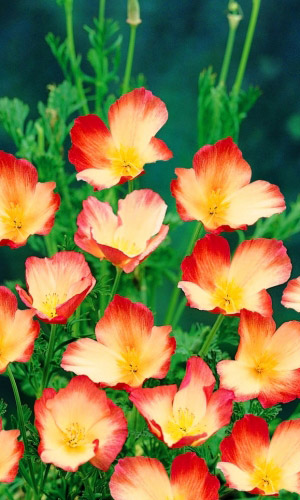 Эшшольция КАРМИННЫЙ КОРОЛЬ