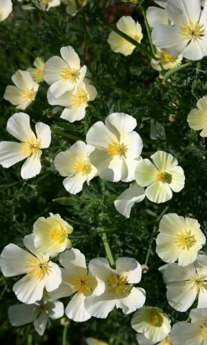 Эшшольция НЕВЕСТА