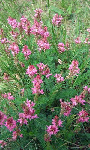 Эспарцет ВИАГРА