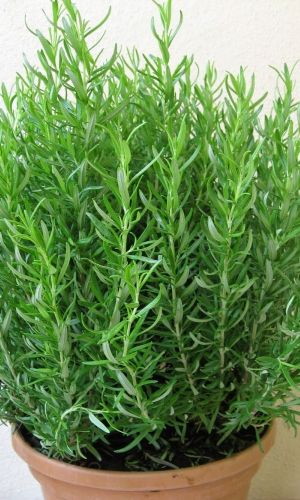 Эстрагон ГУДВИН