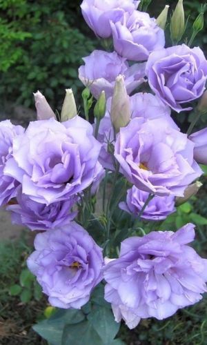 Эустома махровая АВС ЛАВАНДОВАЯ