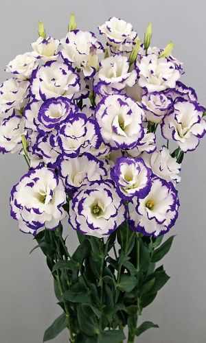 Эустома махровая АВС МИСТИ БЛЮ