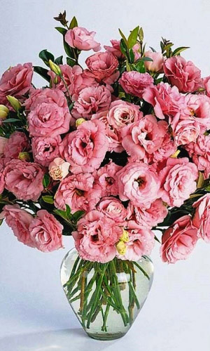 Эустома махровая (лизантус) РОЗОВЫЙ ТОПАЗ