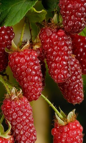 Ежемалина ТАЙБЕРРИ