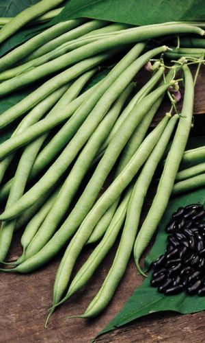 Фасоль ЧЁРНЫЙ ОПАЛ