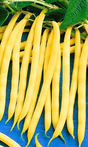 Фасоль МАСЛЯНЫЙ КОРОЛЬ