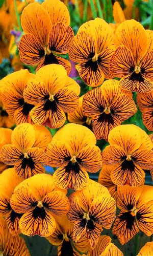 Фиалка рогатая СОРБЕТ ТАЙГЕР АЙ F1