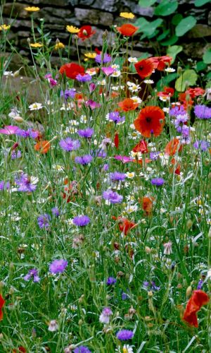 Газон ЯРКАЯ ПОЛЯНА мавританский тип 250 г