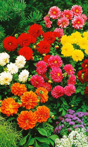 Георгина МАХРОВАЯ СМЕСЬ