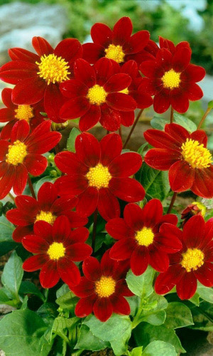 Георгина МИГНОН КРАСНАЯ КРАСАВИЦА