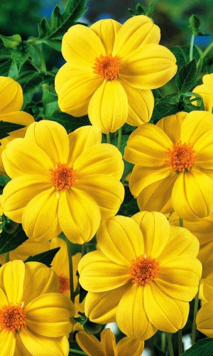 Георгина МИГНОН ЖЁЛТАЯ