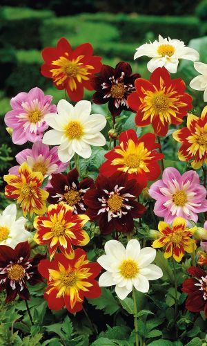 Георгина воротничковая ТИП ТОП