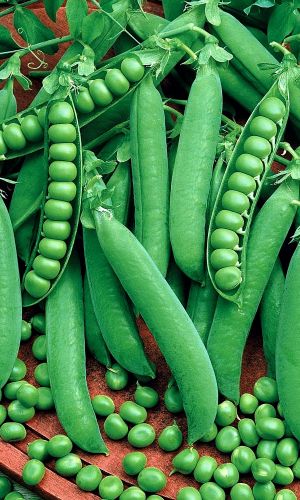 Горох АЛТАЙСКИЙ ИЗУМРУД