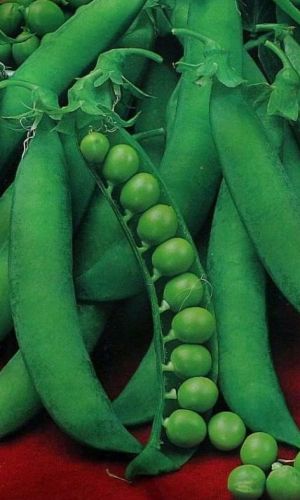 Горох МИЛЁНОК