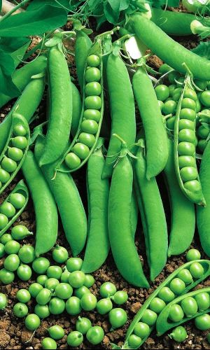 Горох РУССКИЙ ДЕЛИКАТЕС