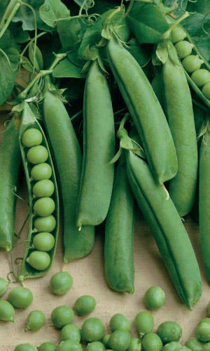 Горох САХАРНОЕ ВЕЛИКОЛЕПИЕ