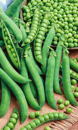 Горох СЕНАТ