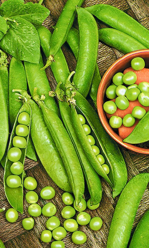 Горох СЛАДКАЯ ЛАКОМКА