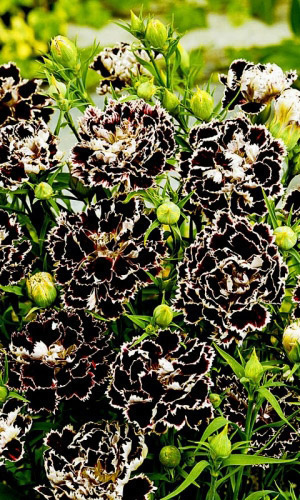 Гвоздика геддевига ЧЁРНАЯ С БЕЛОЙ КАЙМОЙ