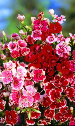 Гвоздика китайская ГРАЦИЯ