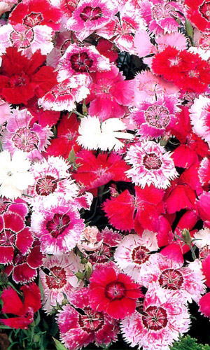 Гвоздика китайская СМЕСЬ ОКРАСОК