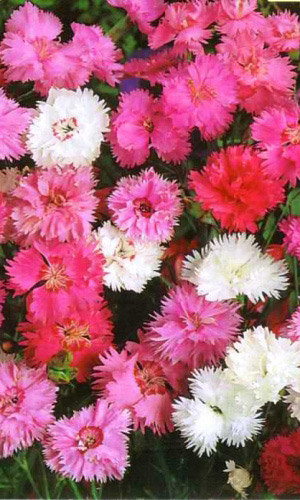 Гвоздика перистая СМЕСЬ ОКРАСОК