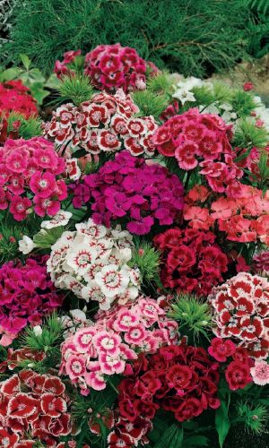 Гвоздика турецкая ПЁСТРАЯ СМЕСЬ