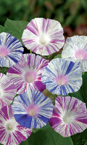 Ипомея КАРНАВАЛ В ВЕНЕЦИИ