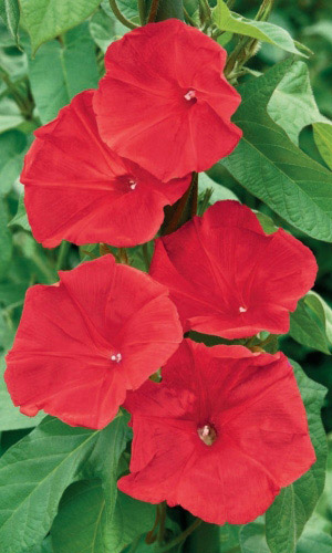 Ипомея СКАРЛЕТТ О`ХАРА