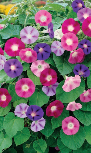 Ипомея СМЕСЬ ОКРАСОК