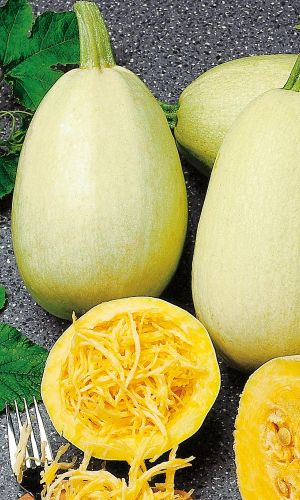 Кабачок МАКАРЕНА