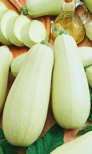 Кабачок РОЛИК