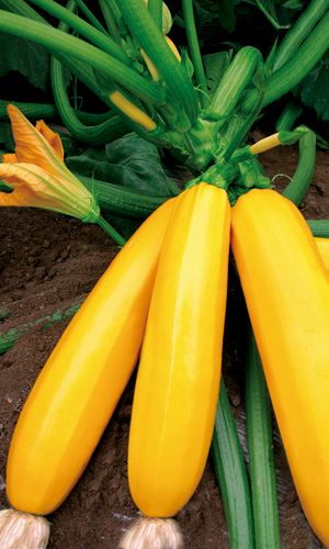 Кабачок ЮБИЛЕЙНЫЙ 450