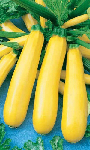 Кабачок ЖЕЛТОПЛОДНЫЙ