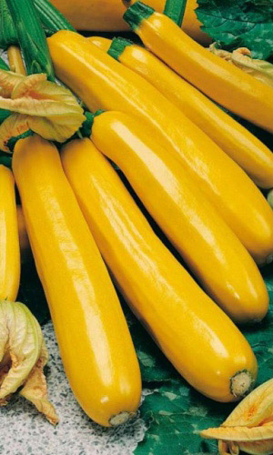 Кабачок ЗОЛОТИНКА