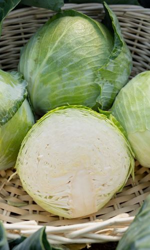 Капуста БИРЮЧЕКУТСКАЯ 138, серия +50% БЕСПЛАТНО! &mdash; Вкуснейший отечественный сорт!