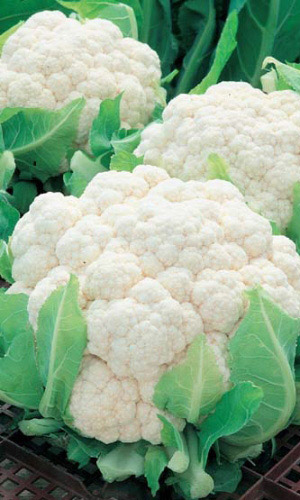 Капуста цветная АЛЬФА