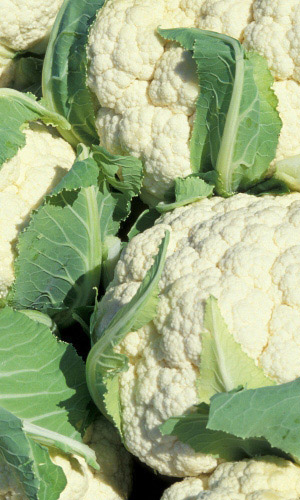 Капуста цветная ДАЧНИЦА