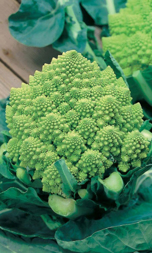 Капуста цветная ЕГИПЕТСКИЕ ПИРАМИДЫ